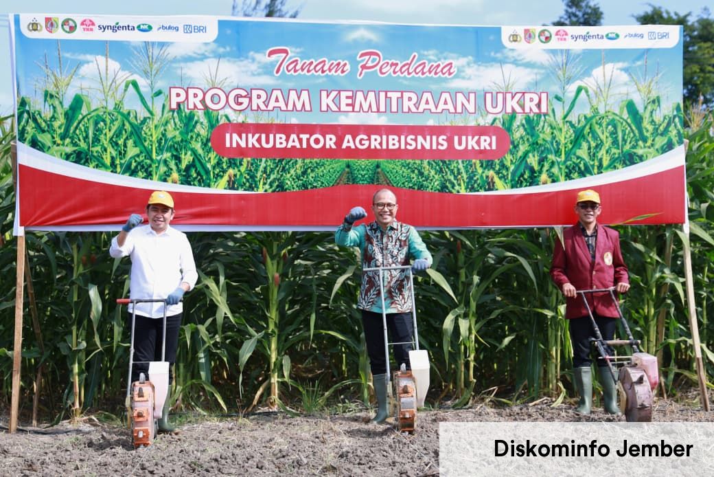 Jember Berkolaborasi dengan UKRI, Luncurkan Inkubator Agribisnis Fokus Hilirisasi Jagung